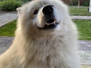 Вязка Самоед!