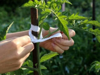 Куплю опорки (колышки) для подвязки помидор.