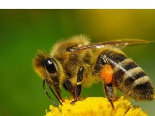Vind albine de urgenta