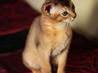 Абиссинские котята