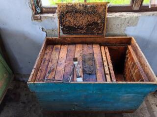 Продаются пчелосемьи с ульями. Самовывоз