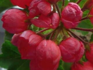 Пеларгония зональная тюльпановидная с доставкой