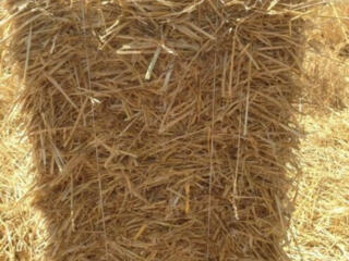 Солома пшеничная ячменная прямо с поля 