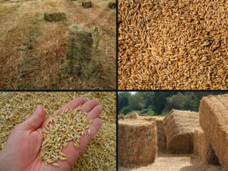 Тюки соломы, тюки разнотравья, зерно пшеницы, зерно ячменя, доставка
