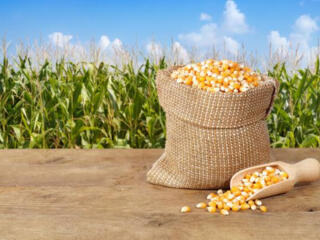 Продается зерно кукурузы НЕДОРОГО
