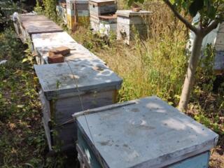 Продаю пчелосемьи вместе с ульями