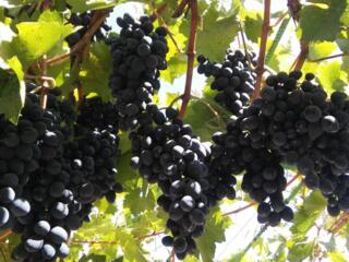 Продам виноград, Изабелла, Молдова