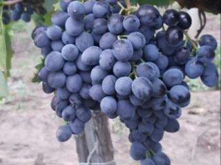 Продам виноград Молдова 3.50руб.