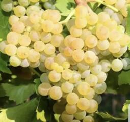 Продам белый виноград винный