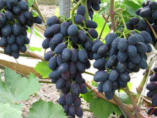 Продам виноград Молдова 5 р 50-100 кг