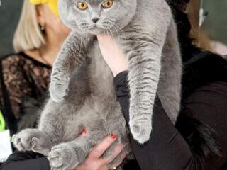 Вязка с шотландским вислоухим котом