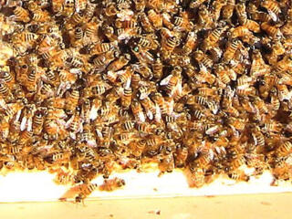 Пчелы на продажу