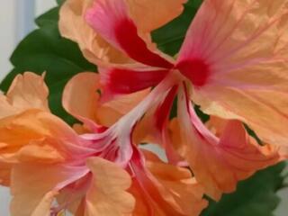 Гибискусы 10 сортов. Доставим бесплатно.