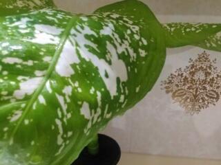 Диффенбахия 3 сортов. Доставим.