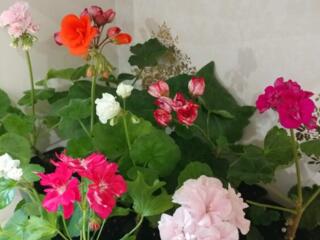 Укоренённые черенки сортовых пеларгоний. Доставка.