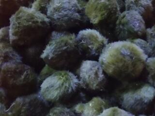 Кладофора шаровидная. Тритон испанский. Лягушка шпорцевая альбинос