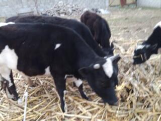 Продам корову