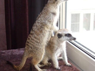 Продам ручных малышей сурикатов/Зоопарк Тирасполь