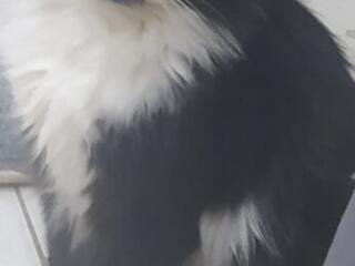 Пропал кот Куся (Кусидзэ) -Вознаграждение 3000 лей