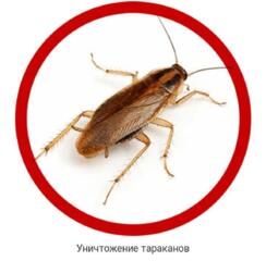 Избавление от клопов в Приднестровье, травление тараканов, санобработк