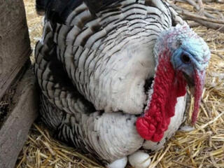 Продам петухов Брама и индюков