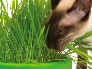 Зелёная трава для животных