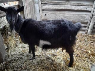 Продам козу безрогую беременную возраст 3 г 1400р