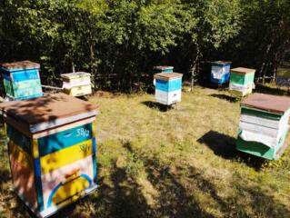 Продаем здоровые и активные пчелосемьи с ульями!