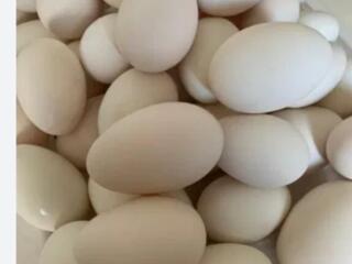 Инкубационные гусиные яица