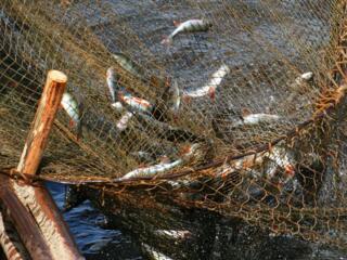 Рыбак - вылов рыбы сетями