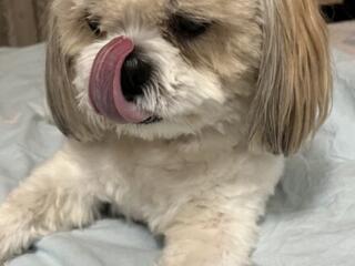 Вязка ши-тцу