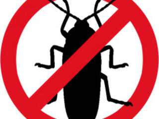 Как избавиться от клопов и тараканов, выведение блох, клещей, муравьев