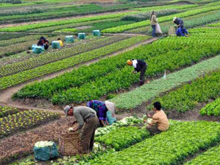 Muncitori necalificati. 35 lei ora. Lucru usor. Chisinau.