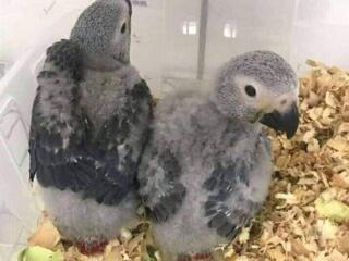 Африканские серые попугаи для усыновления