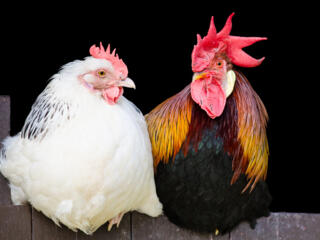 Здоровые цыплята (возраст 1 месяц), курицы, яйца и петухи