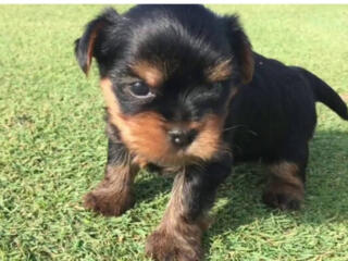 Готовятся к ПРОДАЖЕ щенки Йоркширского терьера(мальчики) Клуб ЗООСФЕРА