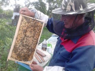 Vind familii de albine pe 10 rame