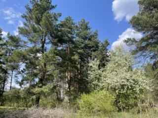 продаж ділянка під житлову забудову Обухівський, Романків, 100000 євро