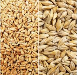 Продам зерно: кукуруза, ячмень, пшеница. Солома в тюках.