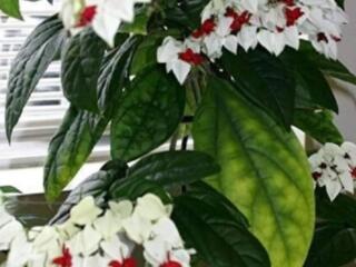 Самые безопасные для детей цветы. Доставим.