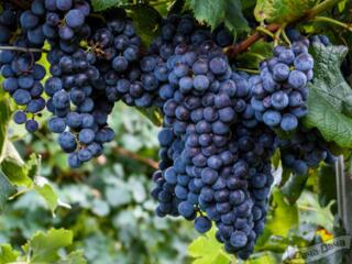 Виноград на вино в Новых Аненах