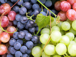 Виноград «ИЗАБЕЛЛА» срочно