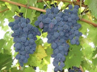 Продам виноград