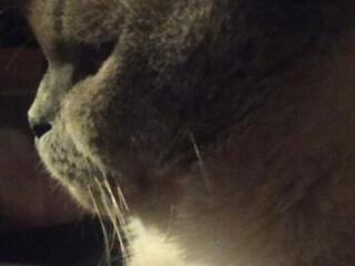 Вислоухий шотландец Молодой кот Поинт с затемненным корпусом.