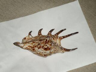 Ракушка - динозавр, для оформления интерьера!