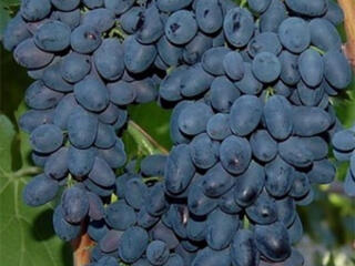 Продаётся виноград Молдова.