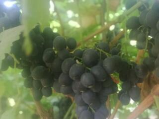 Продаётся виноград Молдова
