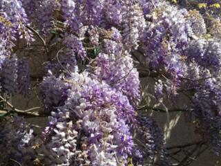 Глициния, пион древовидный.