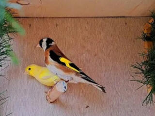 Продам канареек. чижей, щеглов, коноплянок