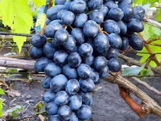 Срочно! Продам виноград винных сотов: черный и белый! СЕГОДНЯ СОБРАН!